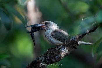 Great-billed Kingfisher Tangkoko NR(Indonesia Sulawesi Island) Tue, 8/13/2019