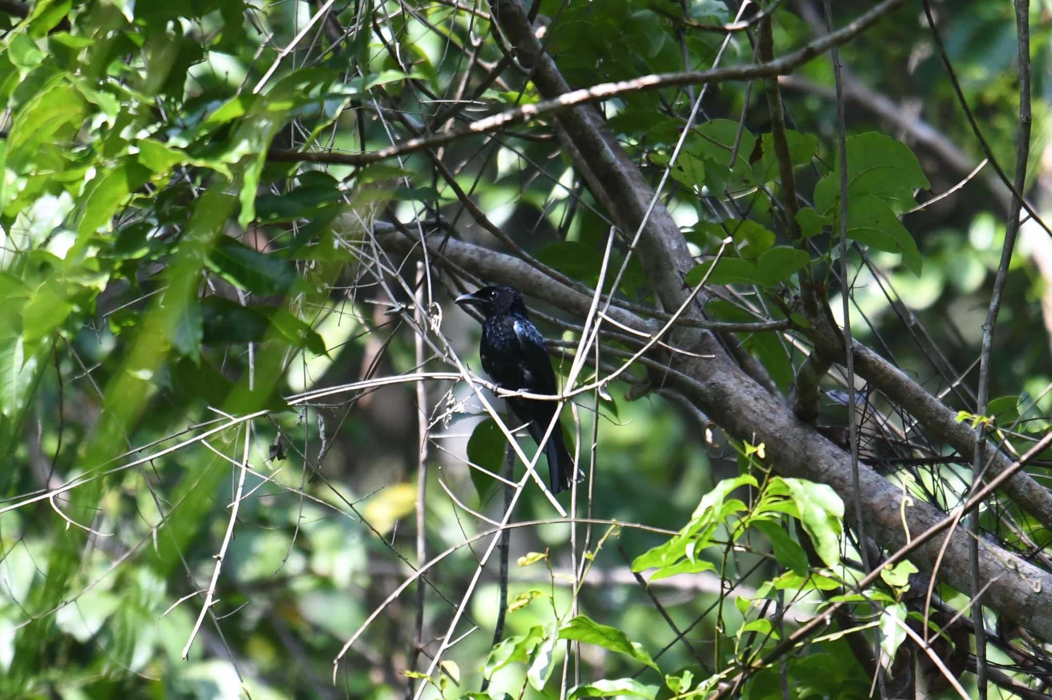 Short-tailed Drongo