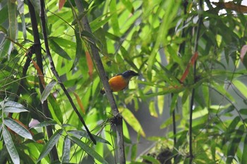 Orange-bellied Flowerpecker Raja Sikatuna National Park Mon, 7/22/2019