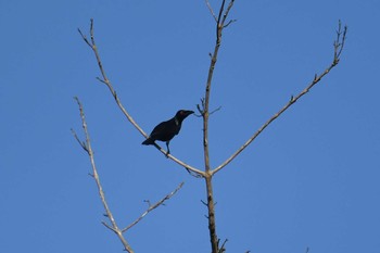 Asian Glossy Starling Bohol Biodiversity Complex Sat, 7/20/2019