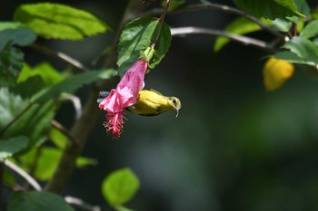 Ornate Sunbird Bilar Sun, 7/21/2019