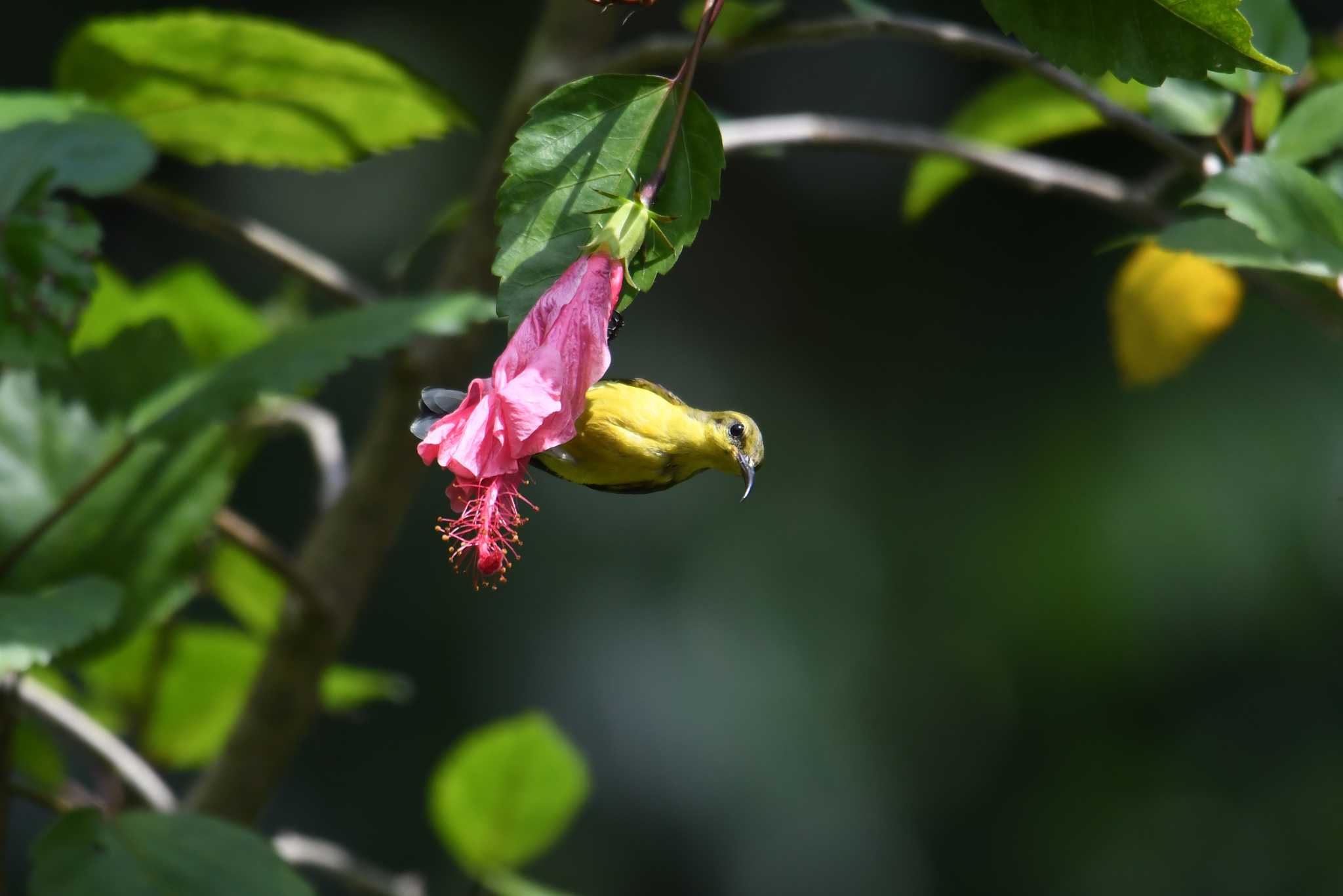 Ornate Sunbird