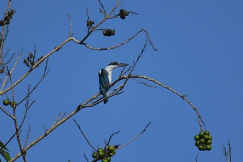 Collared Kingfisher Bohol Biodiversity Complex Sat, 7/20/2019