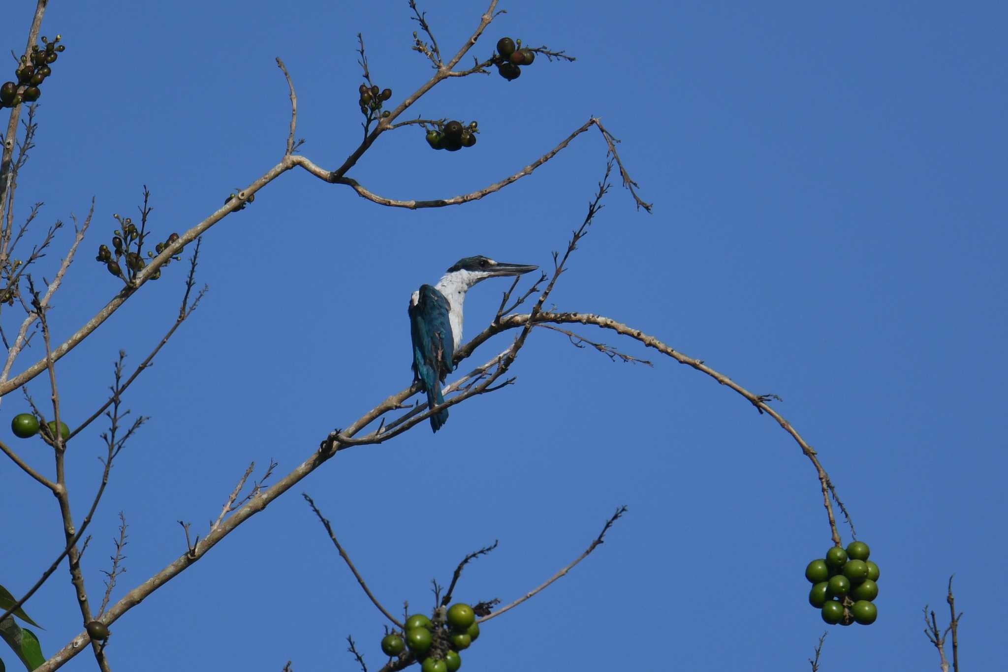 Collared Kingfisher