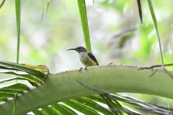 Metallic-winged Sunbird(decorosa) Bilar Sun, 7/21/2019