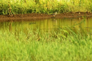 Wood Sandpiper 浮島ヶ原自然公園 Sat, 8/24/2019