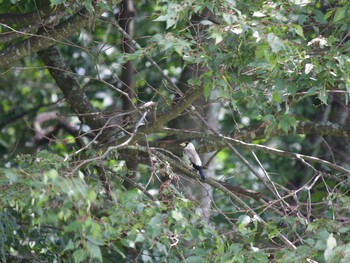 Japanese Grosbeak 長野県（中信） Thu, 8/29/2019