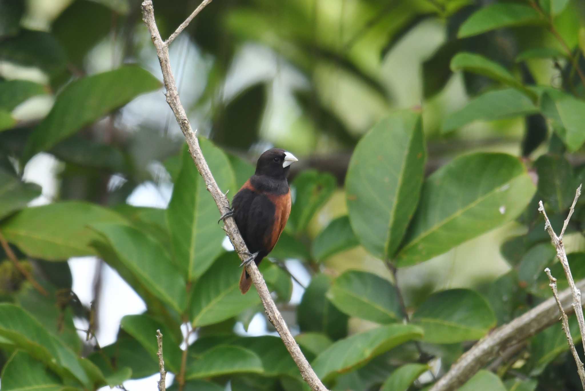 Chestnut Munia