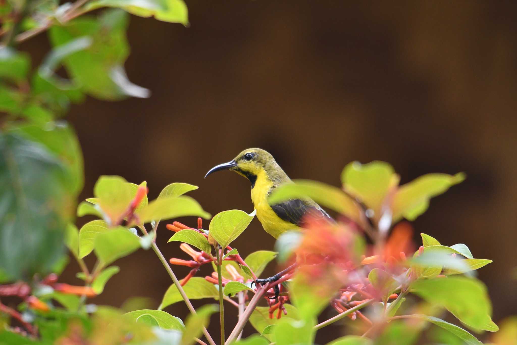 Ornate Sunbird