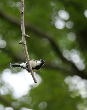 Japanese Tit Akigase Park Sun, 9/1/2019