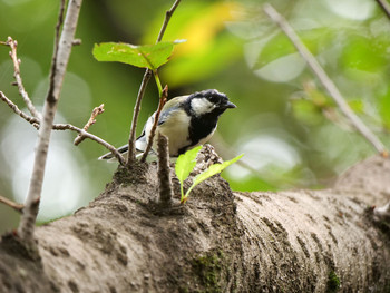 Japanese Tit Akigase Park Sun, 9/1/2019