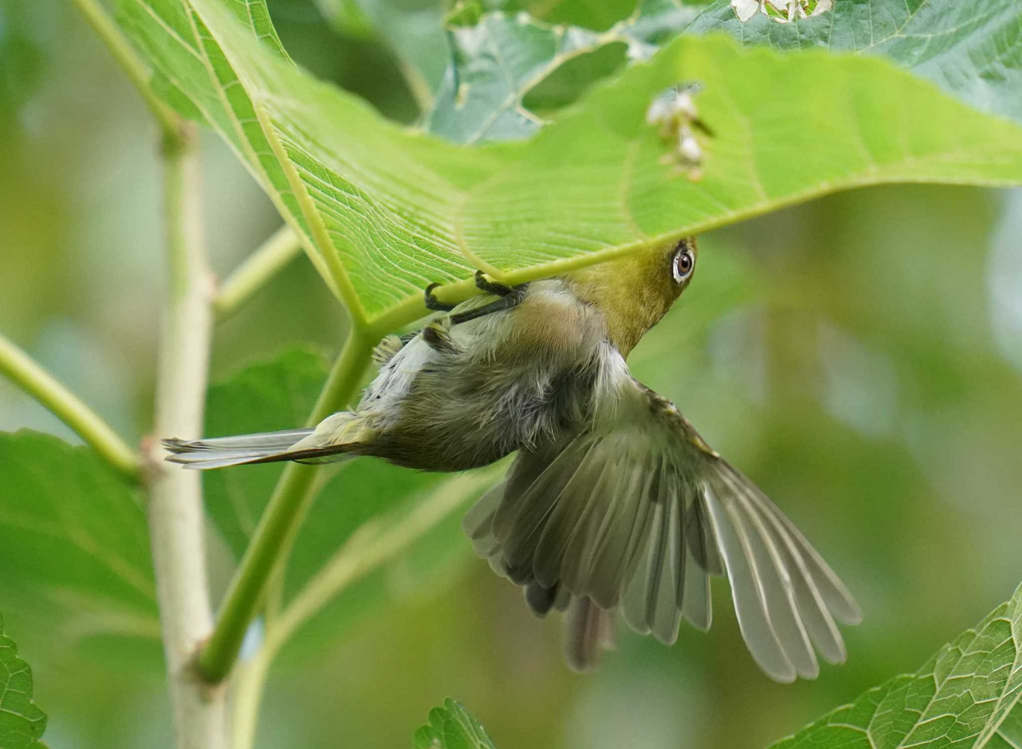 SONY FE 400mm F2.8 GM OSS + SEL20TC（2倍テレコン）で初撮影♪ by Orion-HAS