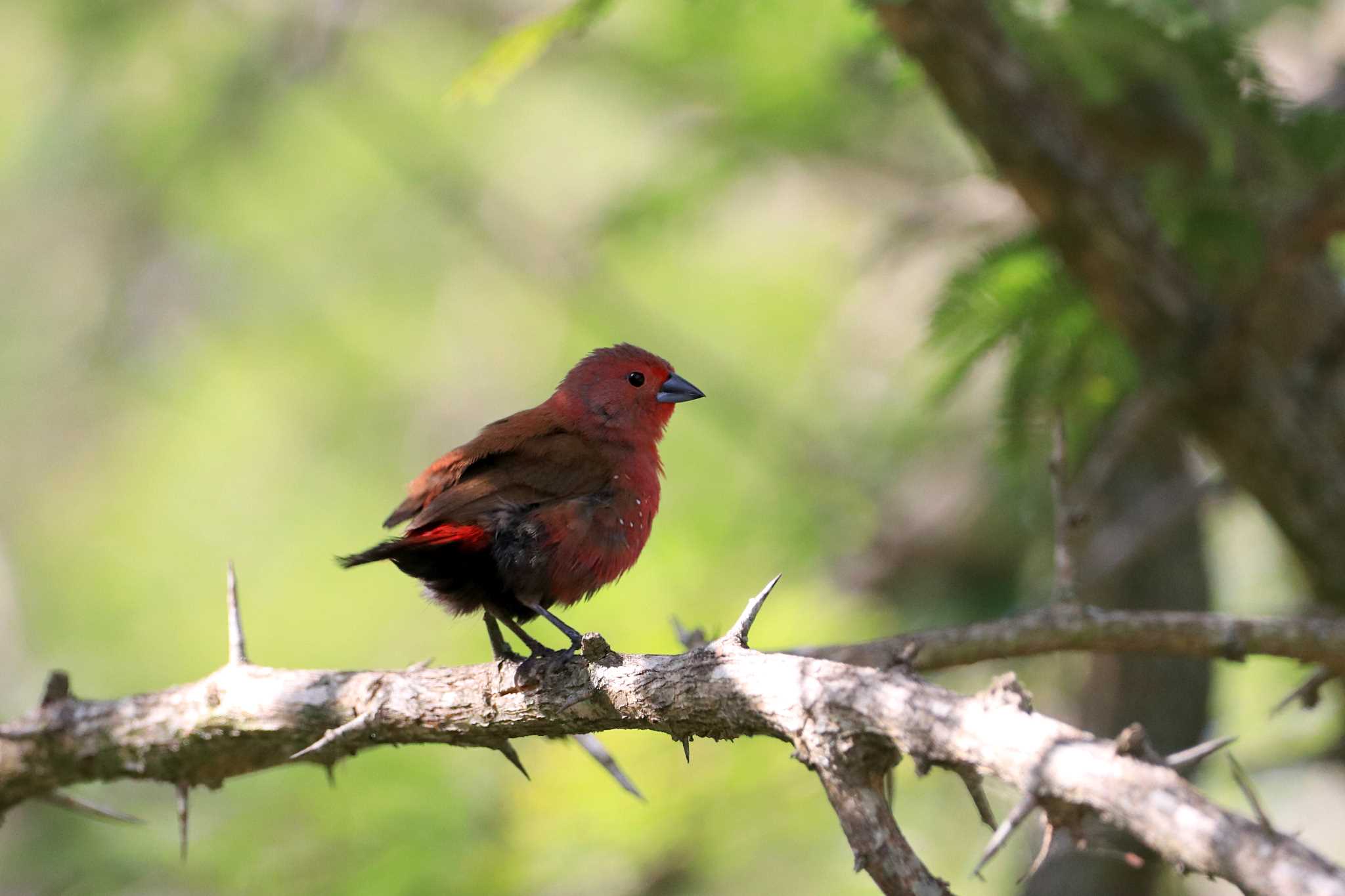 Photo of Jameson's Firefinch at Kapama Private Game Reserve (South Africa) by とみやん