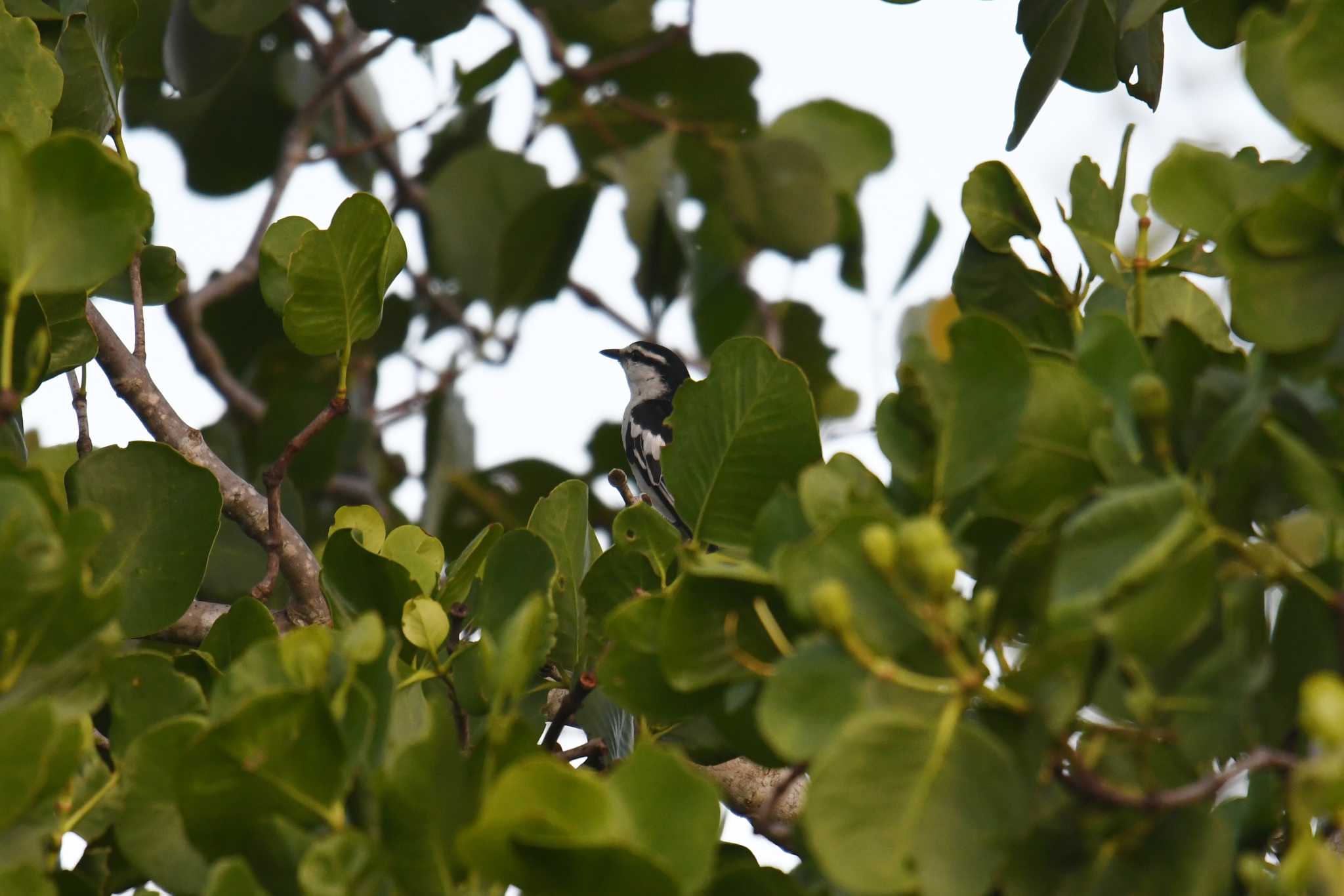 Pied Triller