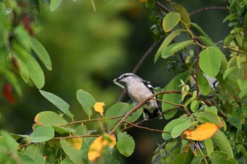 Tue, 7/23/2019 Birding report at Alaia Studios