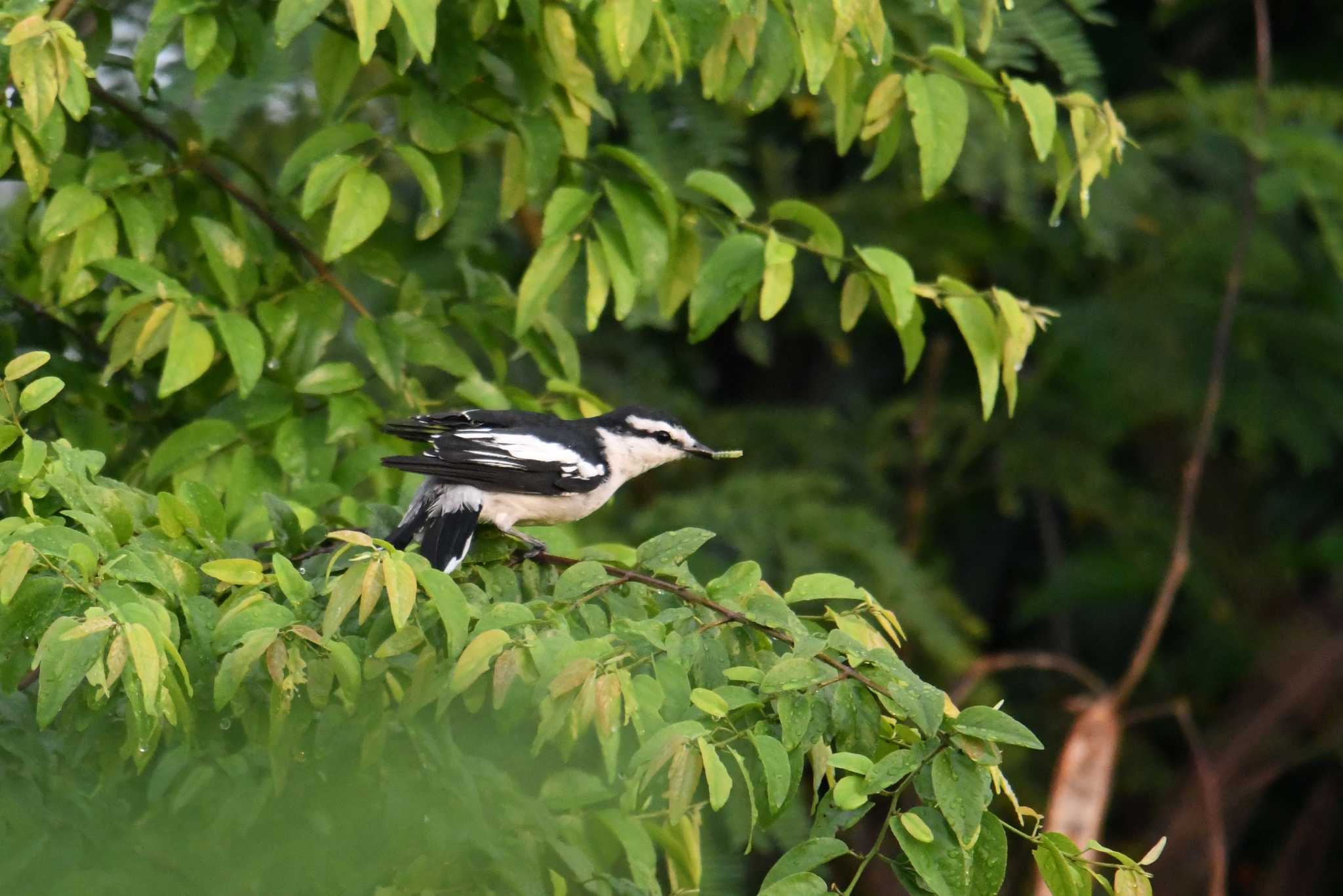 Pied Triller