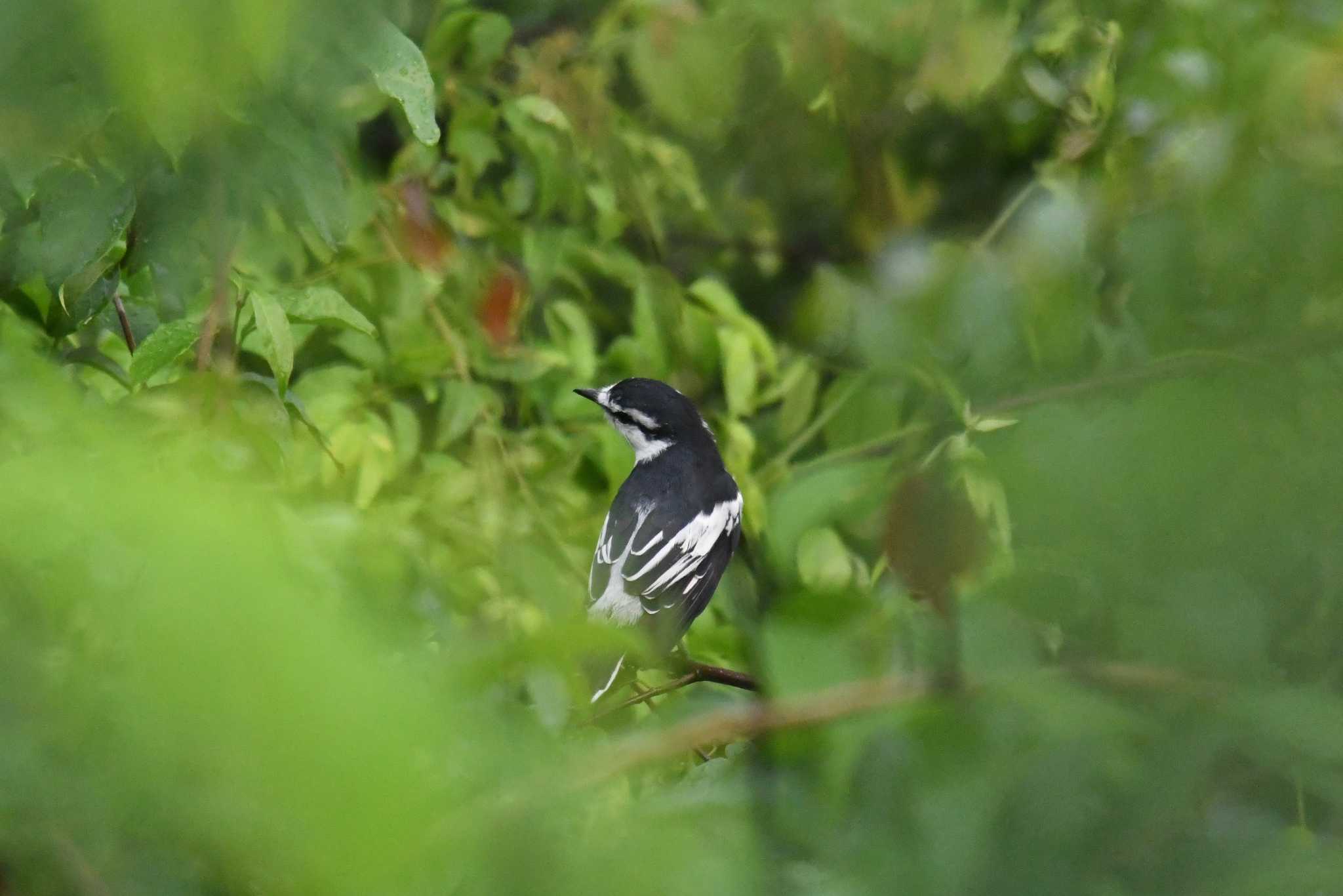 Pied Triller