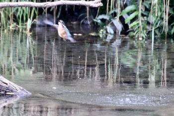 2019年9月5日(木) 羽村堰の野鳥観察記録