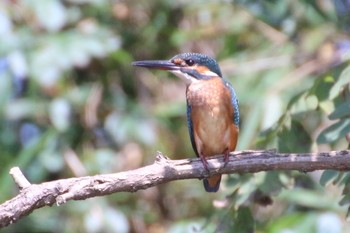 2019年9月6日(金) 羽村堰の野鳥観察記録