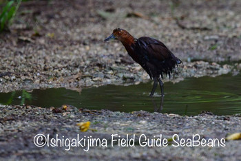 Slaty-legged Crake Ishigaki Island Fri, 9/6/2019