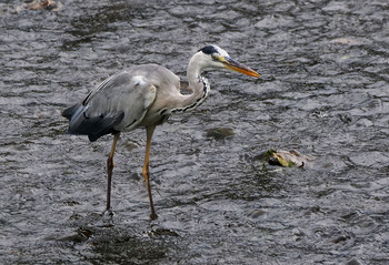 Grey Heron 黒目川 Tue, 9/3/2019