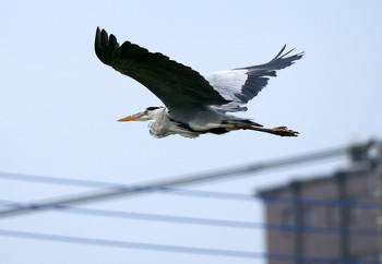 Grey Heron 黒目川 Tue, 9/3/2019