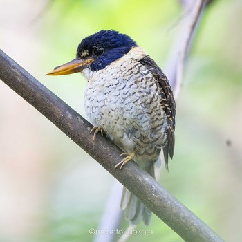 Scaly-breasted Kingfisher Mount Mahawu Thu, 8/15/2019