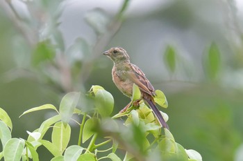 ホオジロ 滋賀県近江富士花緑公園 2019年9月7日(土)