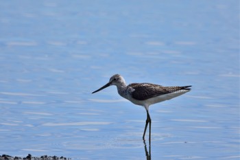 Common Greenshank Tokyo Port Wild Bird Park Sat, 9/7/2019