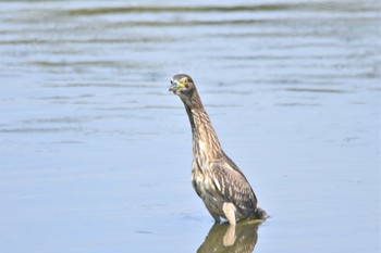 Unknown Species Tokyo Port Wild Bird Park Sat, 9/7/2019