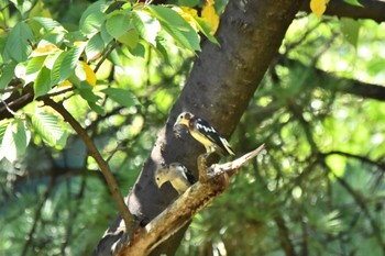 Chestnut-cheeked Starling Tokyo Port Wild Bird Park Sat, 9/7/2019