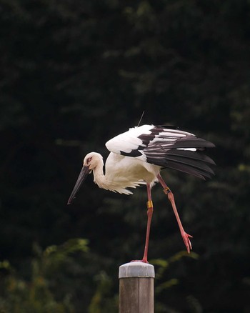 コウノトリ 千葉県野田市 2019年9月5日(木)