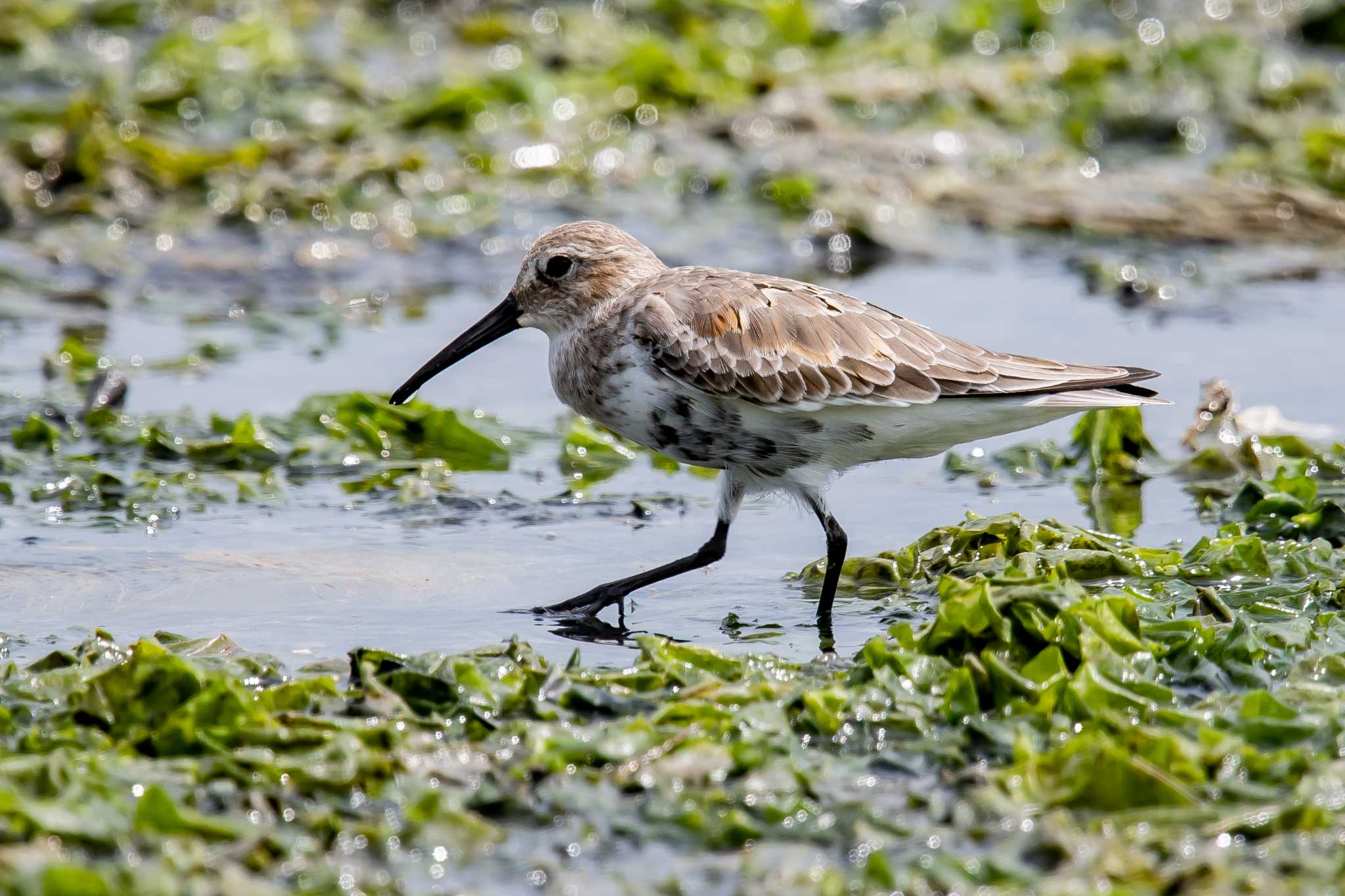 Photo of Dunlin at 加古川河口 by ときのたまお