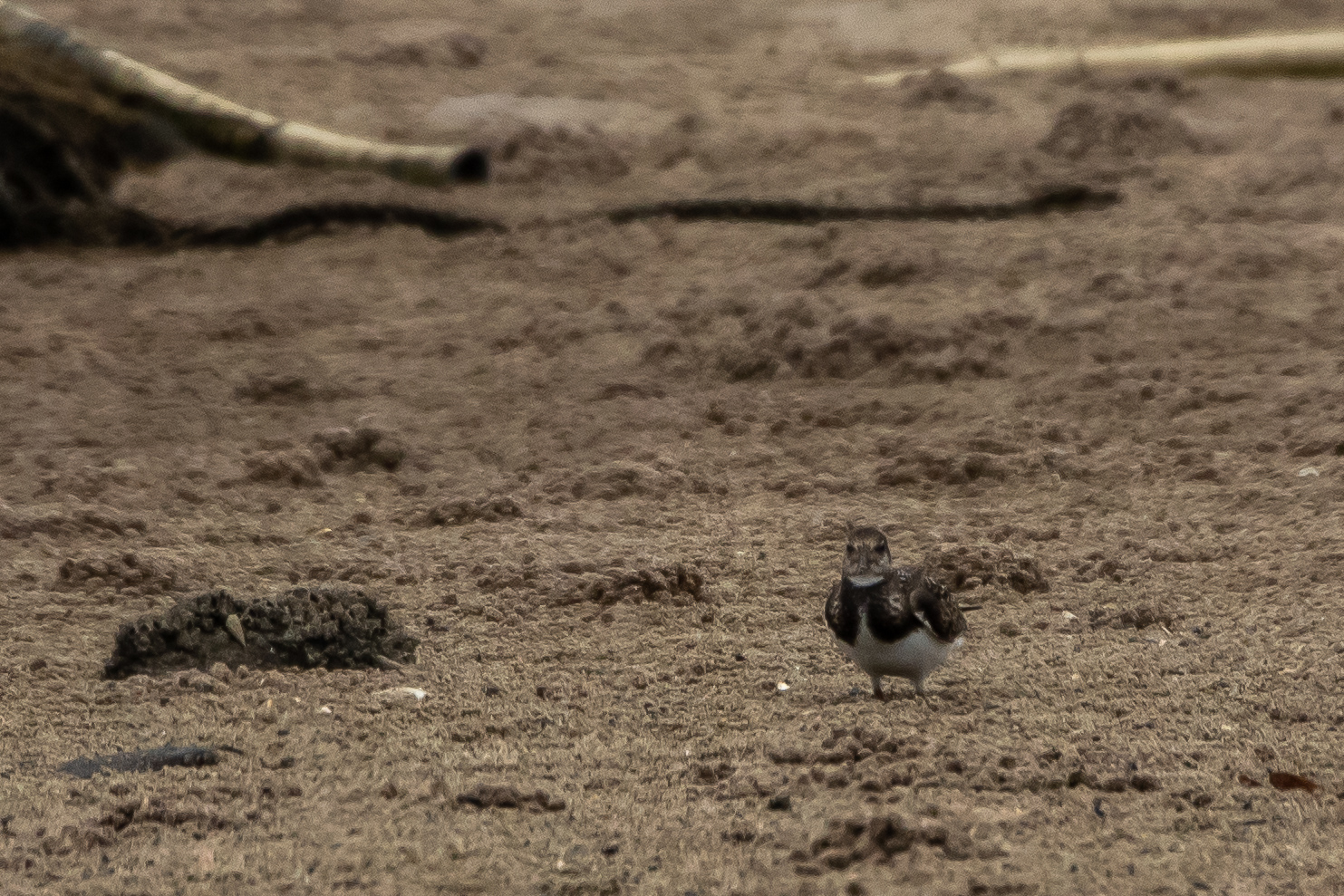 Ruddy Turnstone