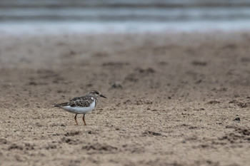 キョウジョシギ 宮城県 鳥の海 2019年9月7日(土)