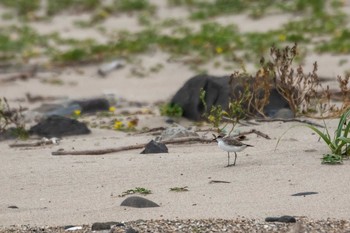 シロチドリ 宮城県 鳥の海 2019年9月7日(土)