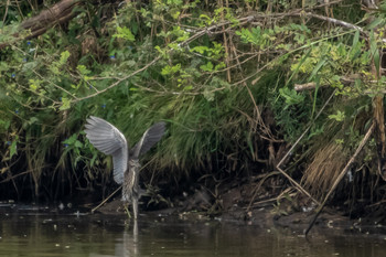 Sat, 9/7/2019 Birding report at 宮城県 鳥の海