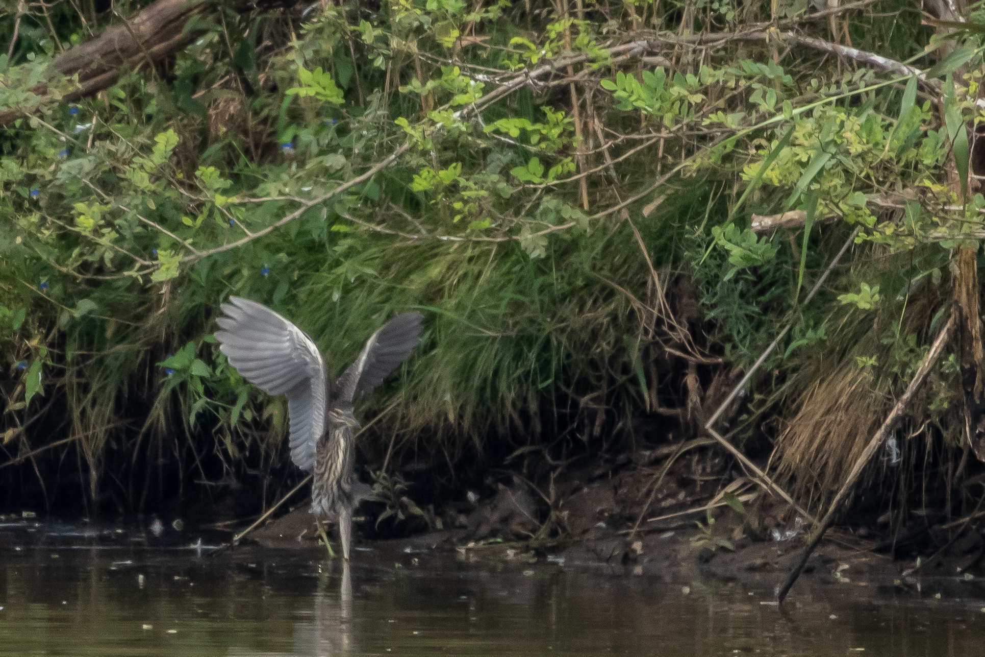 Black-crowned Night Heron