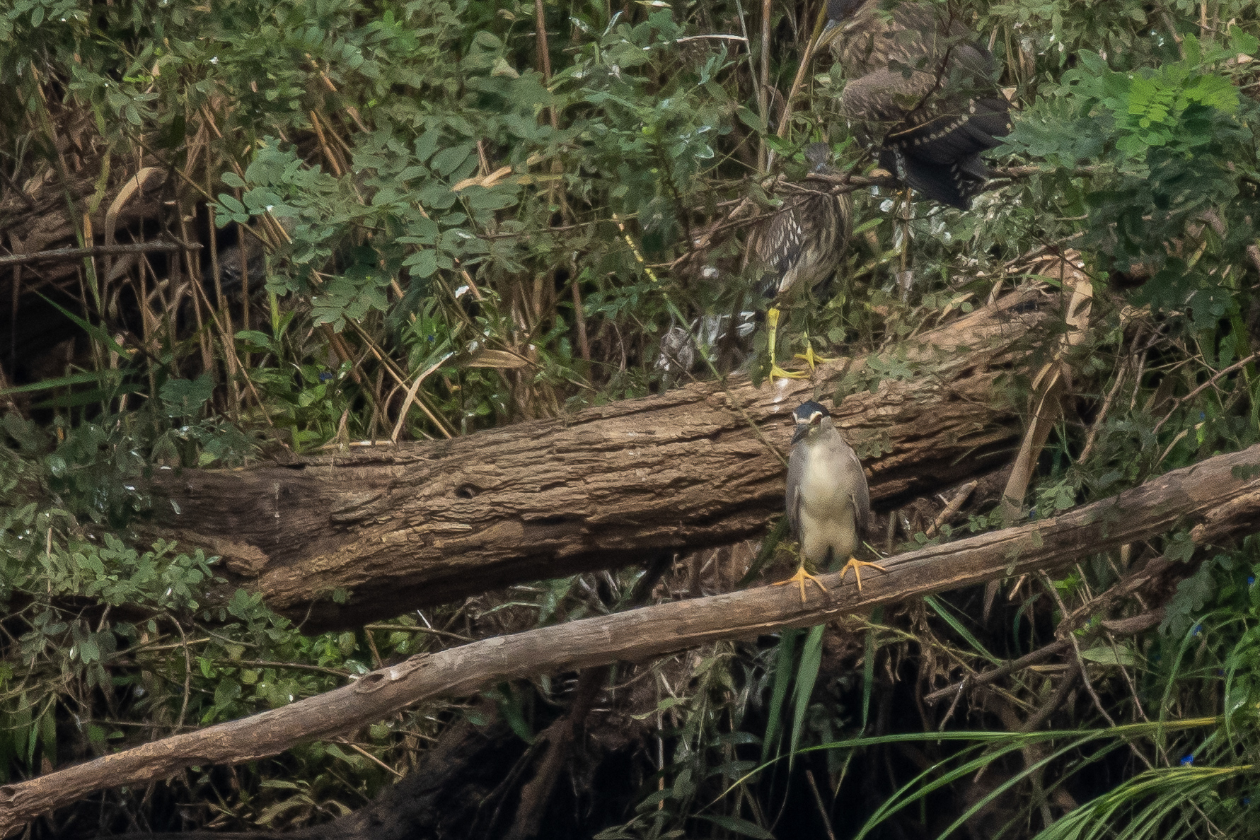 Black-crowned Night Heron