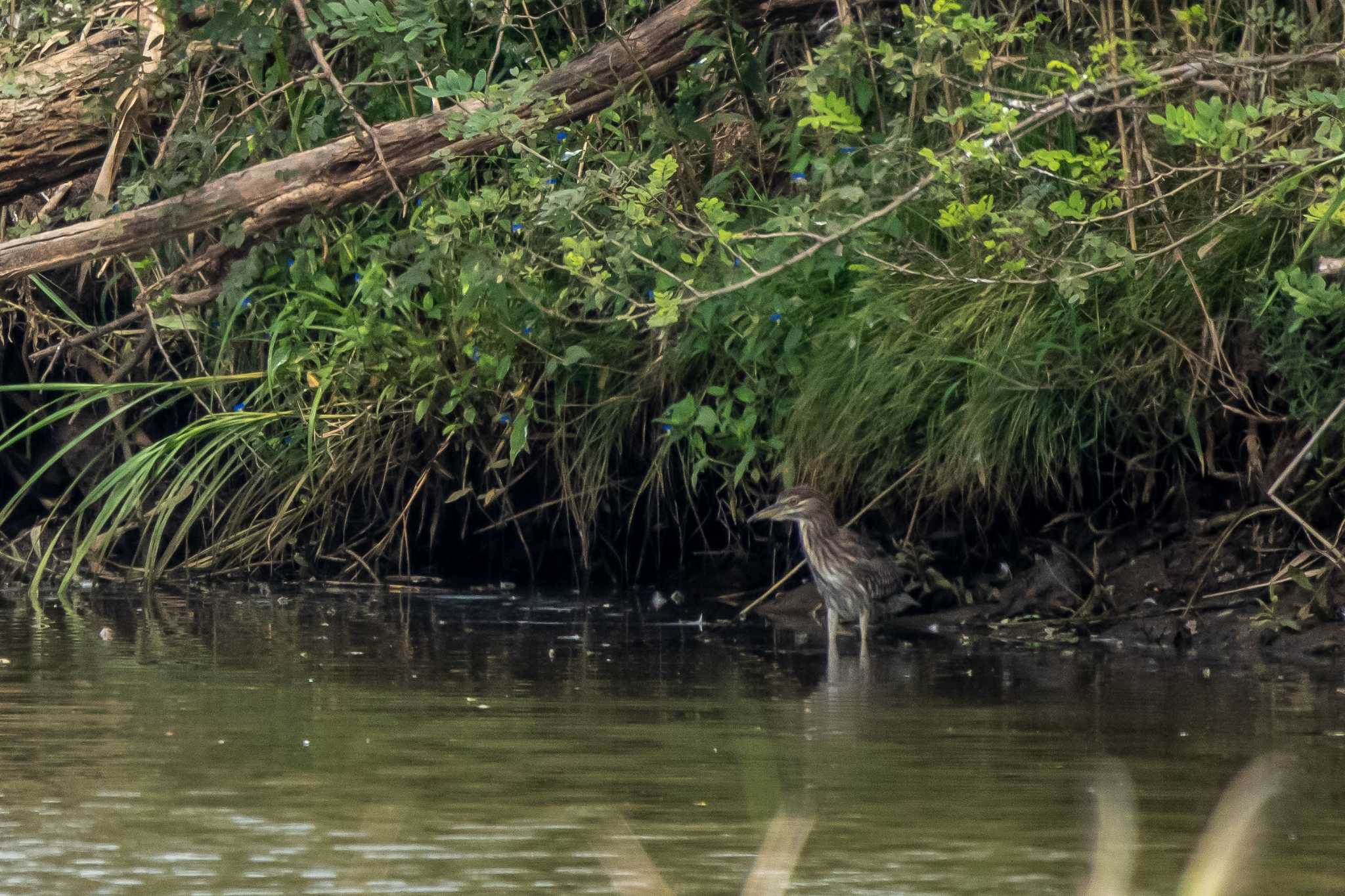 Black-crowned Night Heron