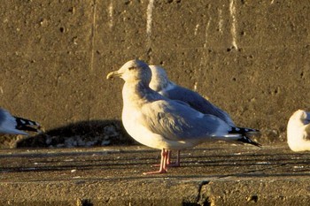 カナダカモメ 銚子漁港 撮影日未設定