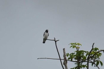 White-breasted Woodswallow Villa Del Carmen Bed And Breakfast Mon, 7/22/2019