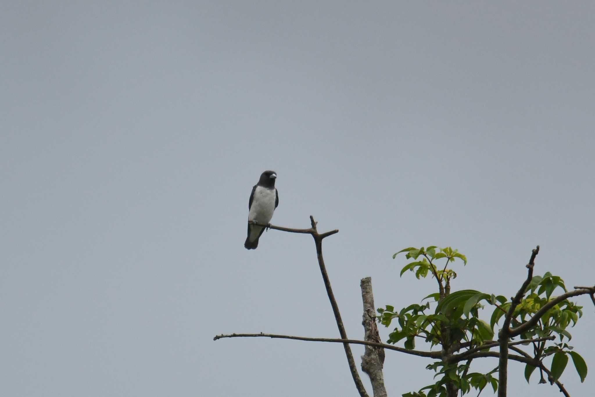 Photo of White-breasted Woodswallow at Villa Del Carmen Bed And Breakfast by あひる