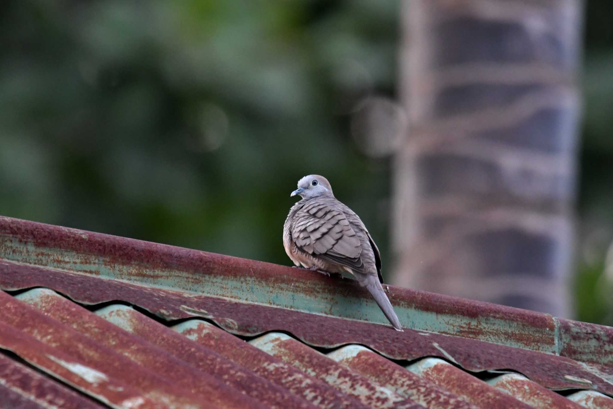 Zebra Dove