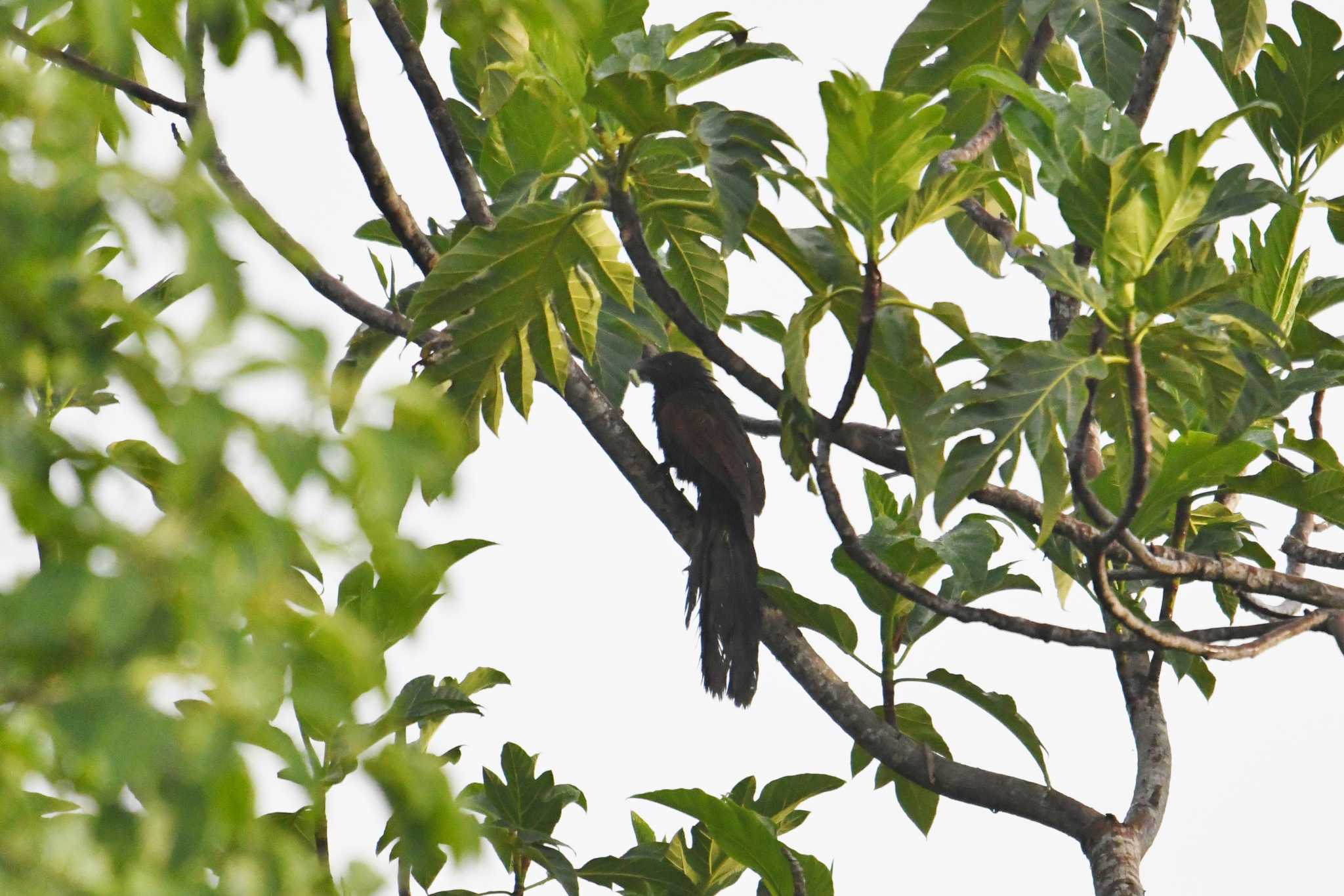 Philippine Coucal