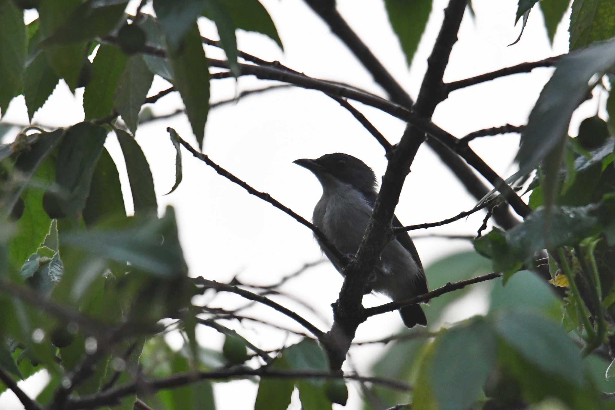 Bicolored Flowerpecker