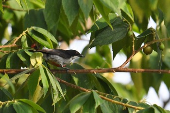 Red-keeled Flowerpecker Alaia Studios Tue, 7/23/2019