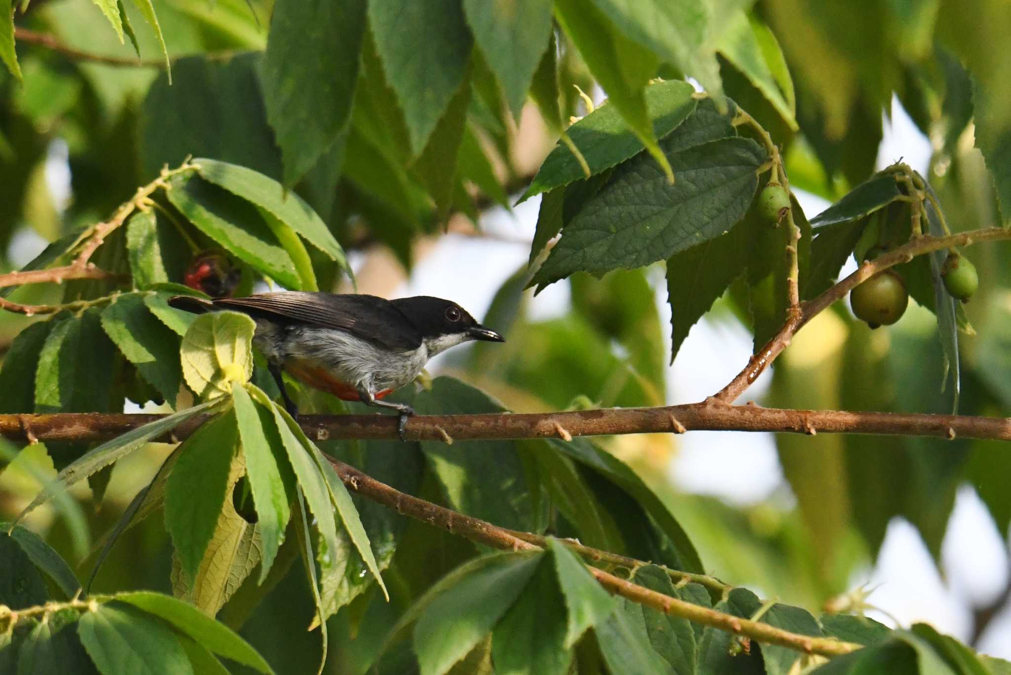 Red-keeled Flowerpecker