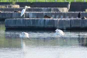 コサギ 多摩川二ヶ領宿河原堰 2019年9月7日(土)