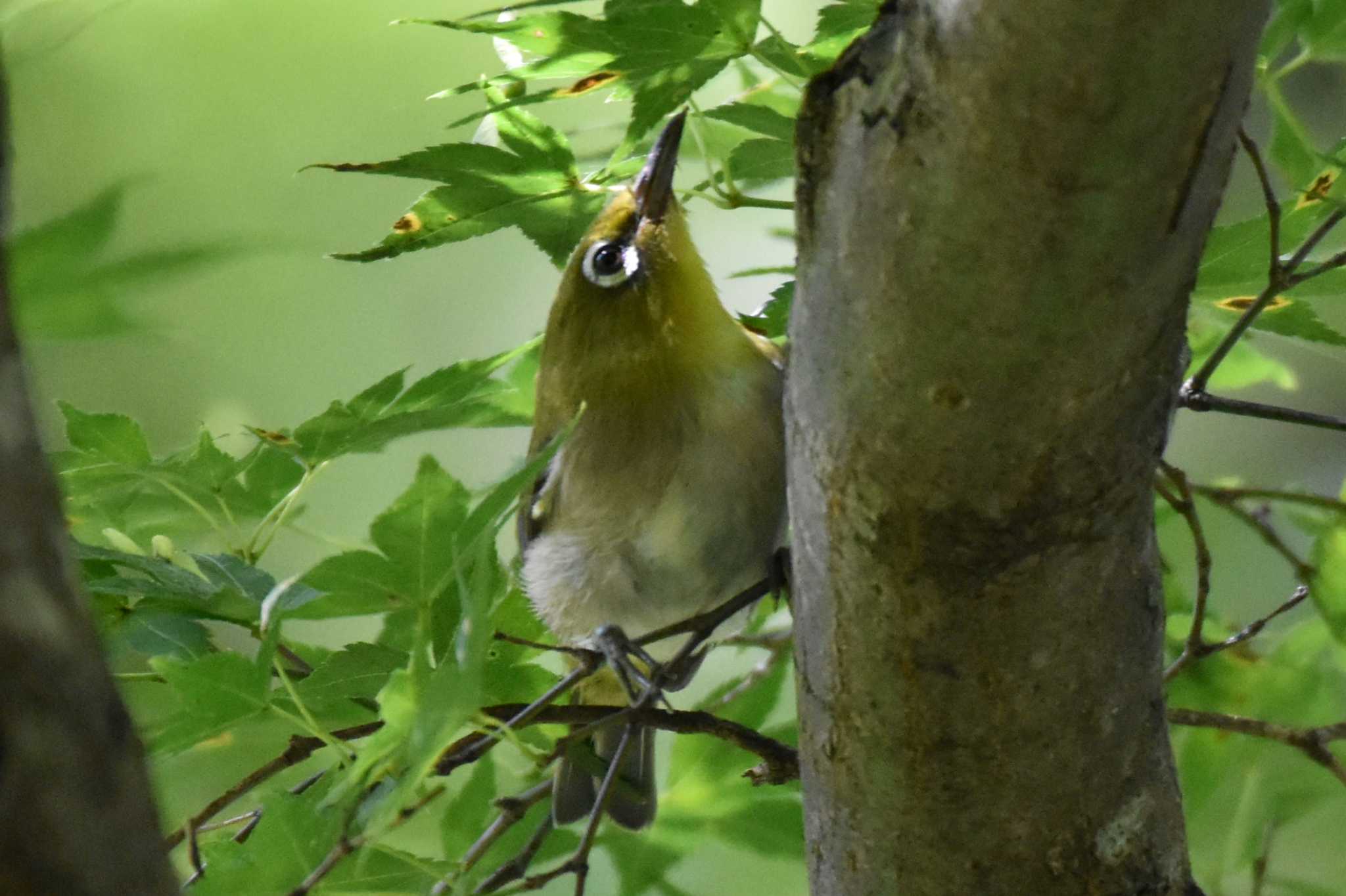 神戸市立森林植物園 メジロの写真 by Shunsuke Hirakawa